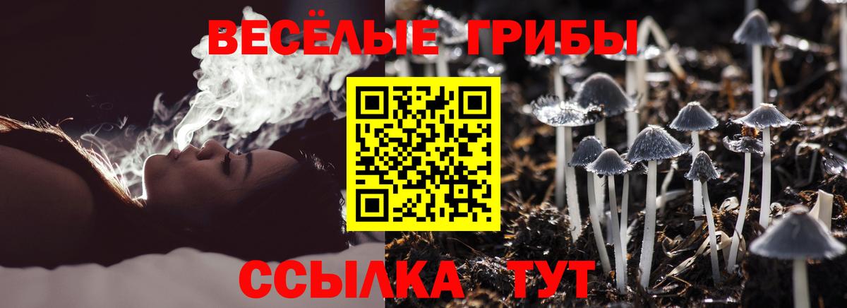 Галлюциногенные грибы Psilocybine cubensis  Вход с VPN  Сунжа 